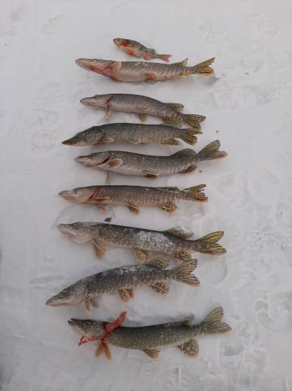 Фотоотчет по рыбе: Щука, Окунь. Место рыбалки: Чита (Забайкальский край)