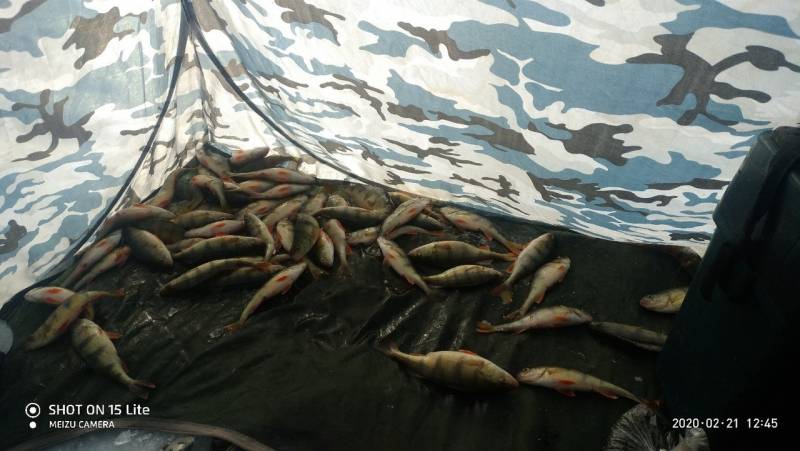 Фотоотчет по рыбе: Окунь. Место рыбалки: Иван (озеро, Забайкальский край)