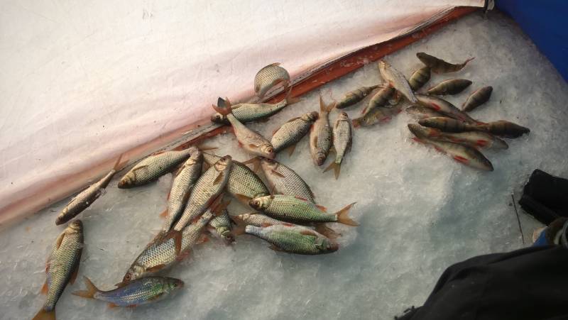 Фотоотчет по рыбе: Окунь, Плотва. Место рыбалки: Арахлей (Забайкальский край)