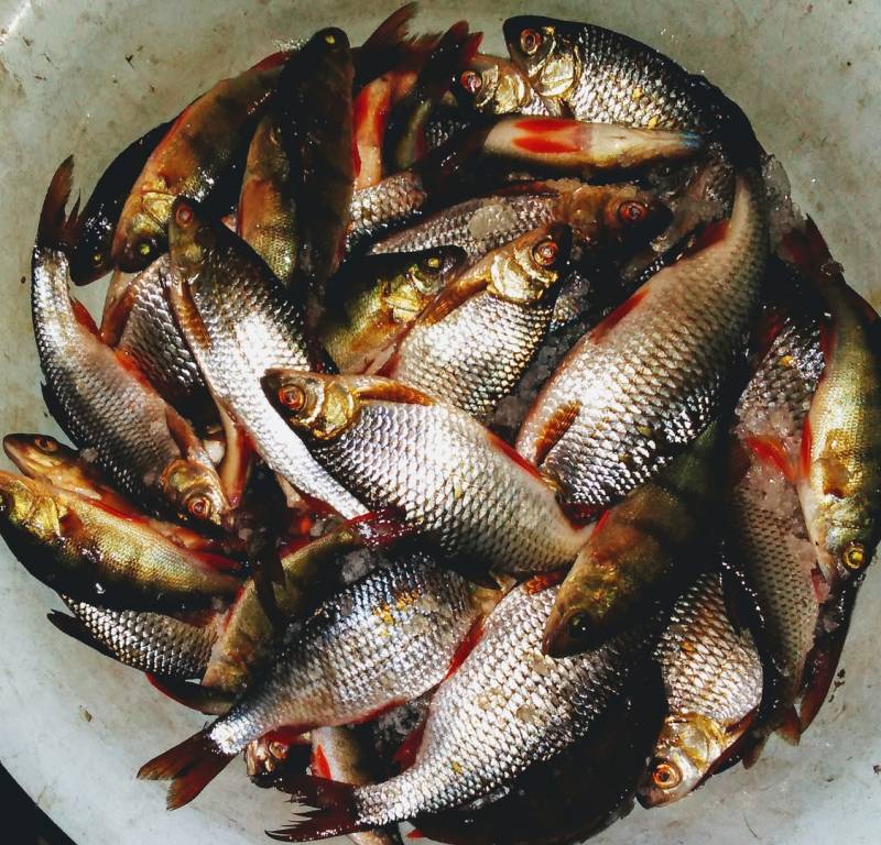 Фотоотчет по рыбе: Окунь, Плотва. Место рыбалки: Чита (Забайкальский край)