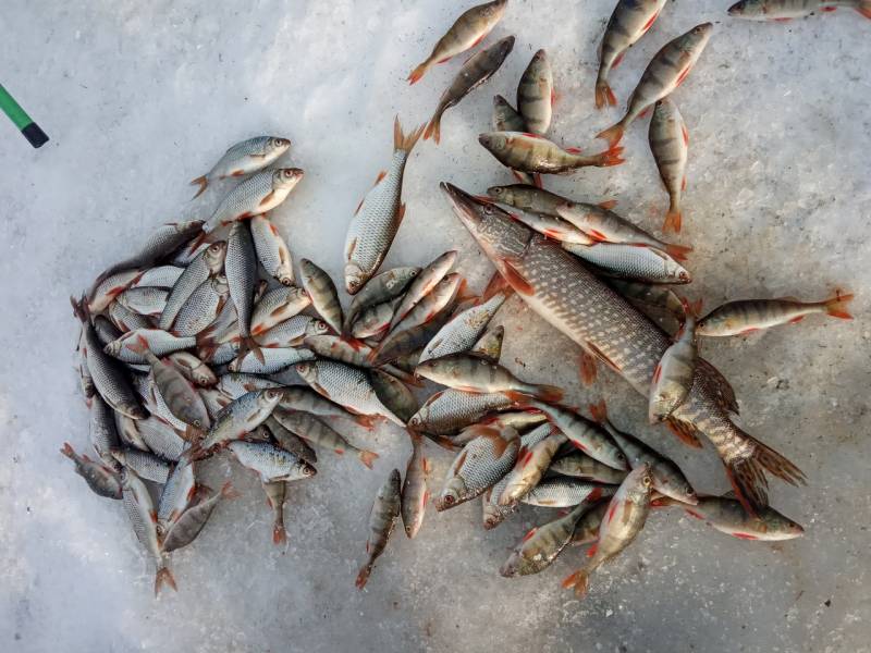 Фотоотчет по рыбе: Щука, Окунь, Плотва. Место рыбалки: Забайкальский край