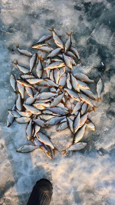 Фотоотчет по рыбе: Плотва. Место рыбалки: Россия