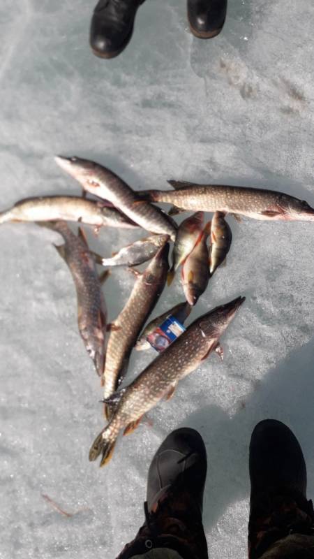 Фотоотчет по рыбе: Щука, Окунь. Место рыбалки: Чита (Забайкальский край)