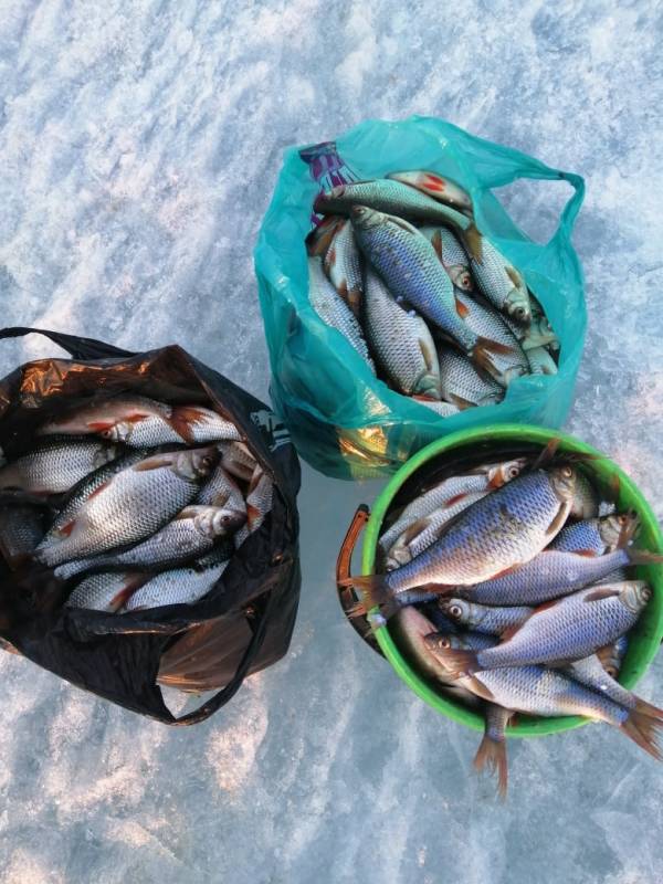 Фотоотчет по рыбе: Плотва. Место рыбалки: Россия