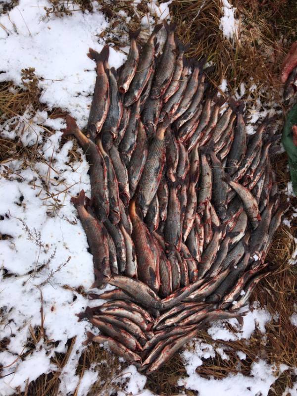 Фотоотчет с рыбалки. Место: Республика Алтай