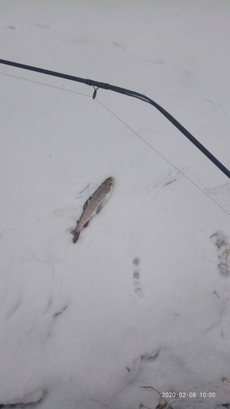 Фотоотчет по рыбе: Хариус. Место рыбалки: Красноярский край