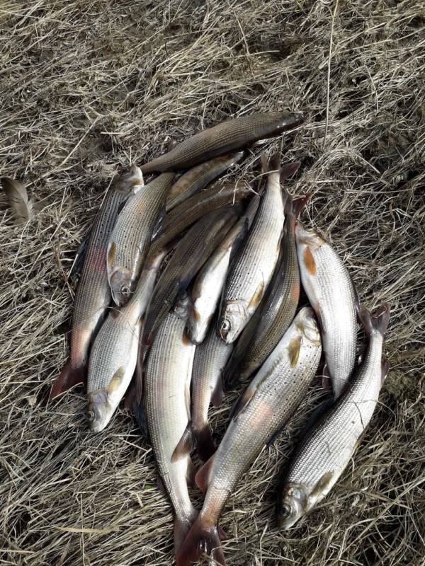 Фотоотчет по рыбе: Хариус. Место рыбалки: Красноярское водохранилище