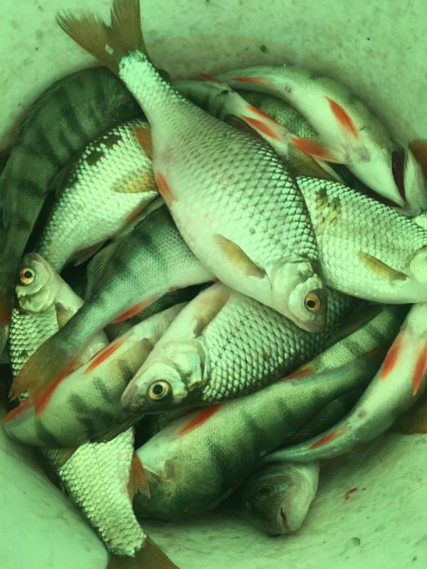 Фотоотчет по рыбе: Окунь, Плотва. Место рыбалки: Республика Хакасия