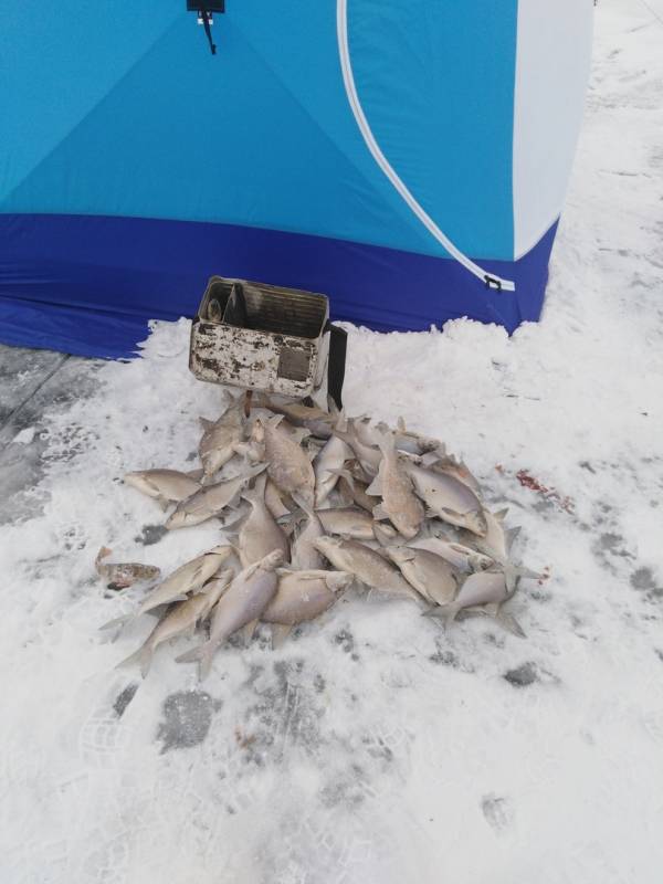 Фотоотчет по рыбе: Лещ. Место рыбалки: Красноярское водохранилище