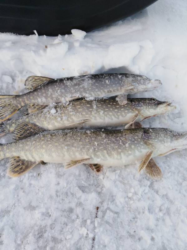 Фотоотчет по рыбе: Щука. Место рыбалки: Красноярское водохранилище