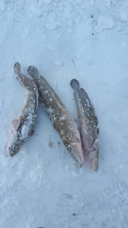 Фотоотчет по рыбе: Налим. Место рыбалки: Красноярское водохранилище
