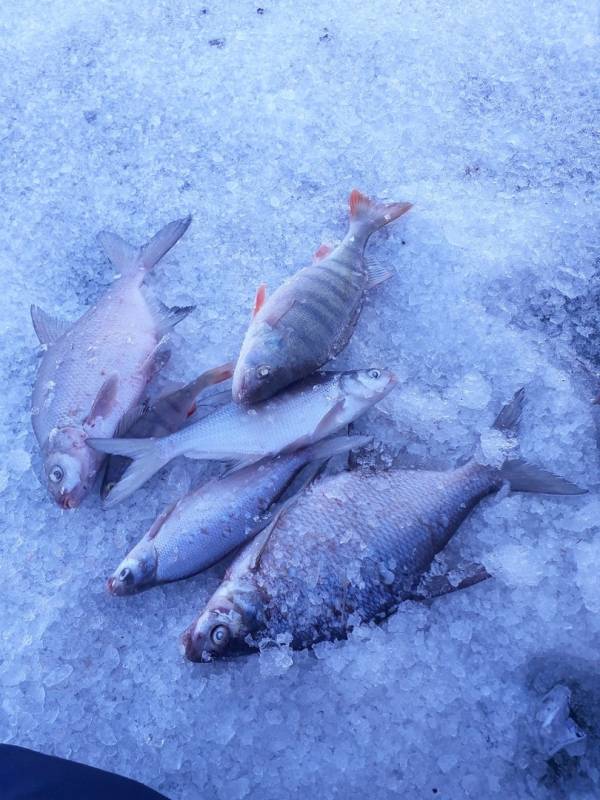 Фотоотчет по рыбе: Лещ, Окунь. Место рыбалки: Красноярское водохранилище