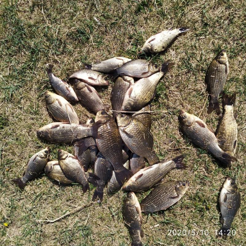 Фотоотчет по рыбе: Карась. Место рыбалки: Республика Хакасия