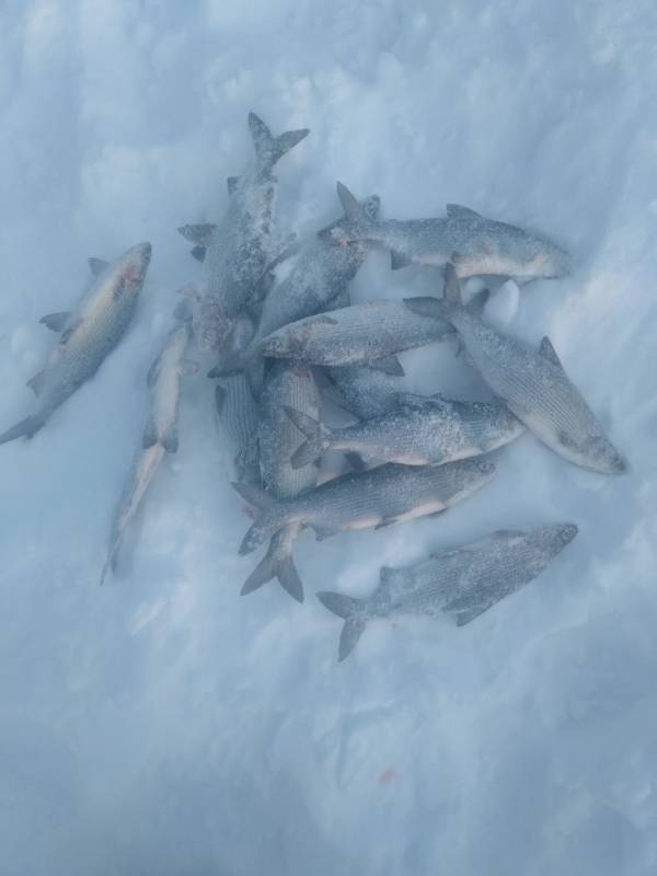 Фотоотчет по рыбе: Пелядь. Место рыбалки: Россия