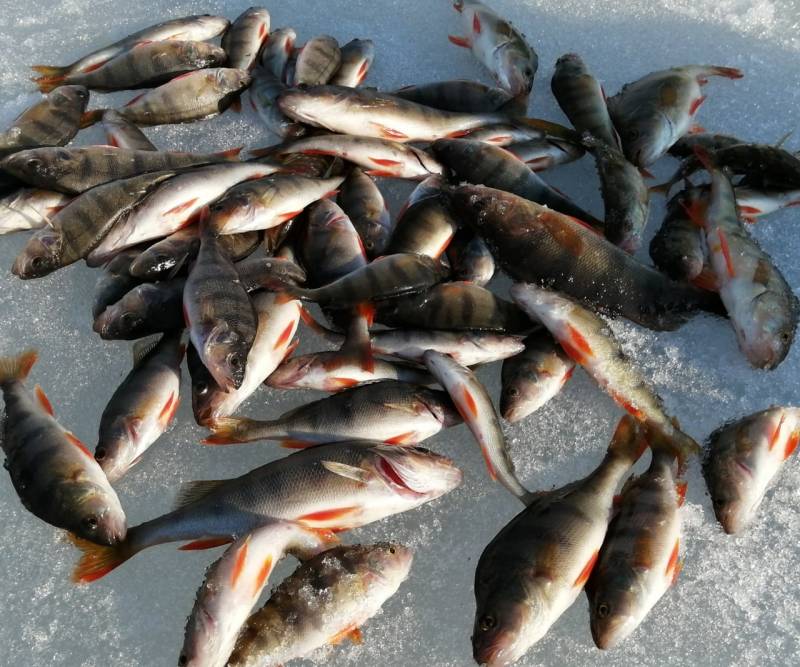 Фотоотчет по рыбе: Окунь. Место рыбалки: Ханты-Мансийский автономный округ (Югра)