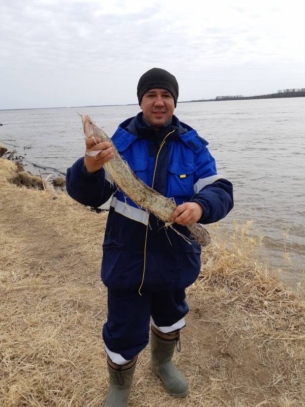 Фотоотчет по рыбе: Налим. Место рыбалки: Ханты-Мансийский автономный округ (Югра)