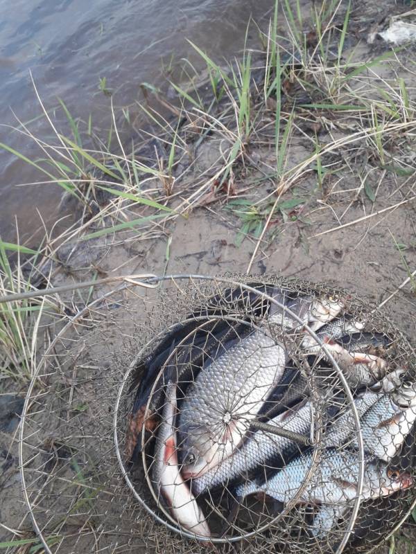 Фотоотчет по рыбе: Карась, Плотва. Место рыбалки: Ханты-Мансийский автономный округ (Югра)
