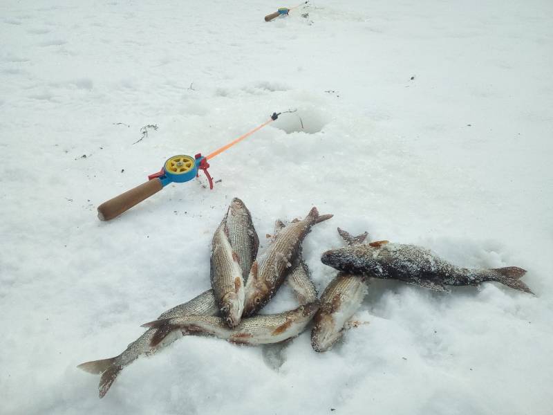 Фотоотчет с рыбалки. Место: Архангельская область