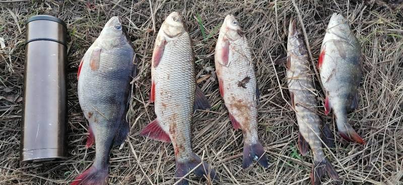 Фотоотчет по рыбе: Щука, Язь, Окунь. Место рыбалки: Россия