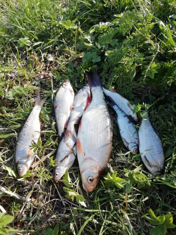 Фотоотчет по рыбе: Язь, Плотва. Место рыбалки: Россия