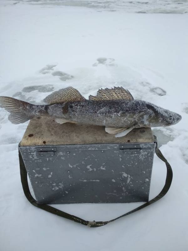 Фотоотчет по рыбе: Судак. Место рыбалки: Республика Чувашия