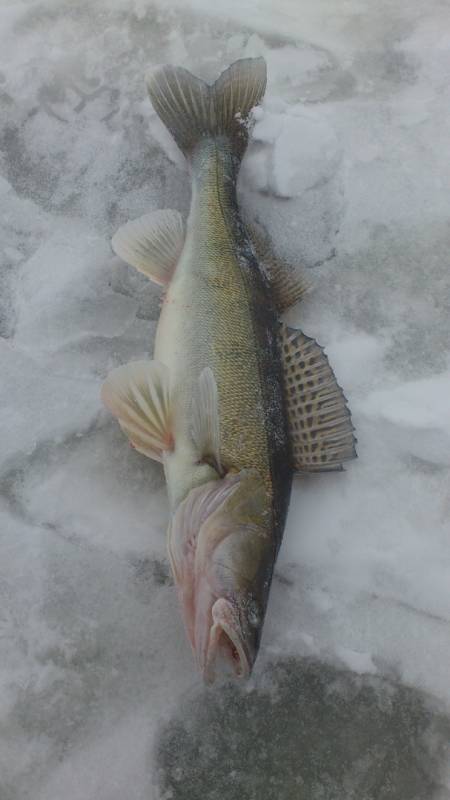 Фотоотчет по рыбе: Судак. Место рыбалки: Ульяновская область