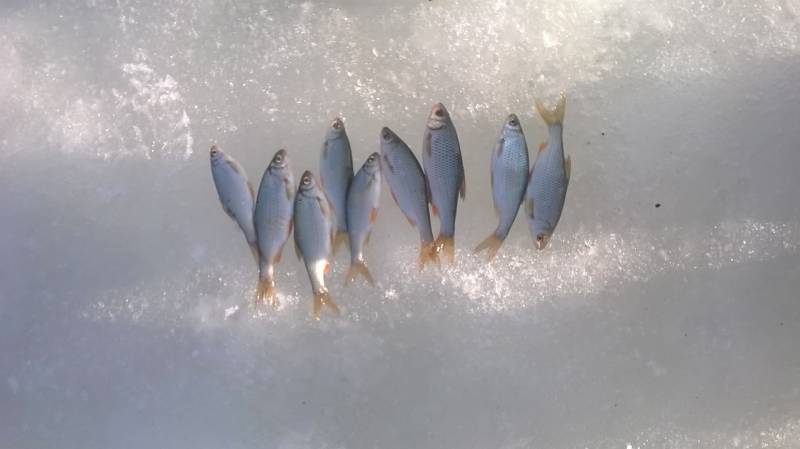 Фотоотчет по рыбе: Плотва. Место рыбалки: Орловская область