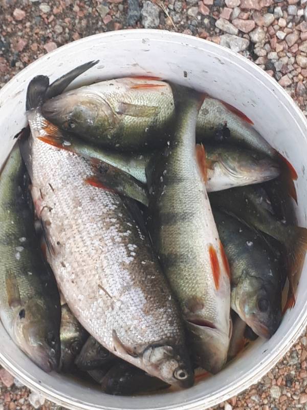 Фотоотчет по рыбе: Окунь, Сиг. Место рыбалки: Мурманская область