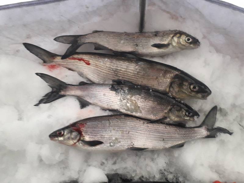 Фотоотчет по рыбе: Сиг. Место рыбалки: Апатиты (Мурманская область)