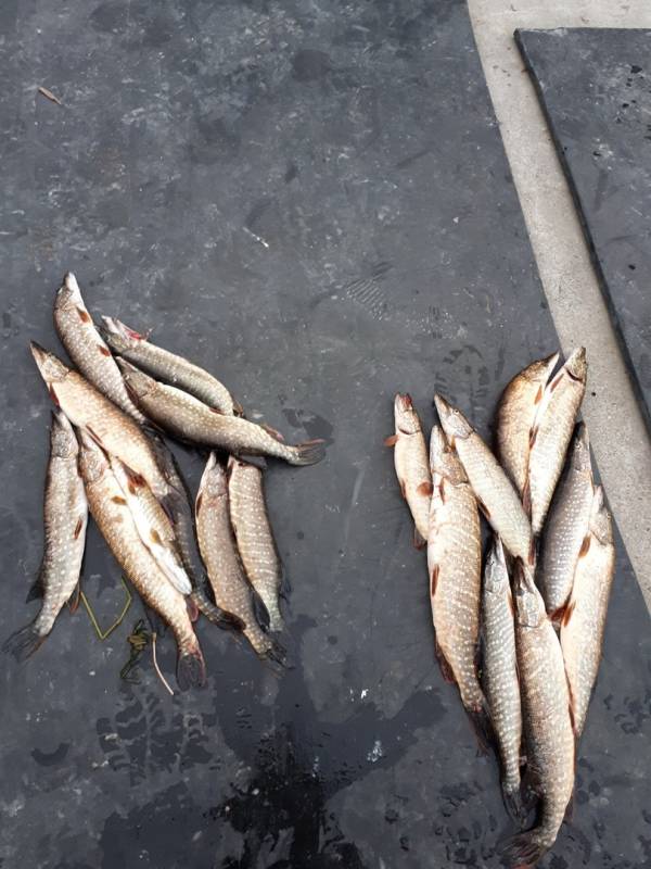 Фотоотчет по рыбе: Щука. Место рыбалки: Апатиты (Мурманская область)