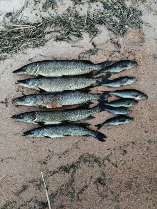 Фотоотчет с рыбалки. Место: Имандра