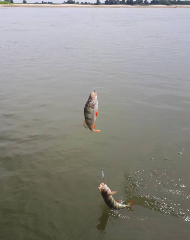 Фотоотчет по рыбе: Окунь. Место рыбалки: Астраханская область