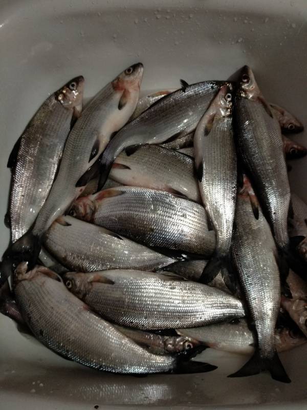Фотоотчет по рыбе: Сиг. Место рыбалки: Апатиты (Мурманская область)