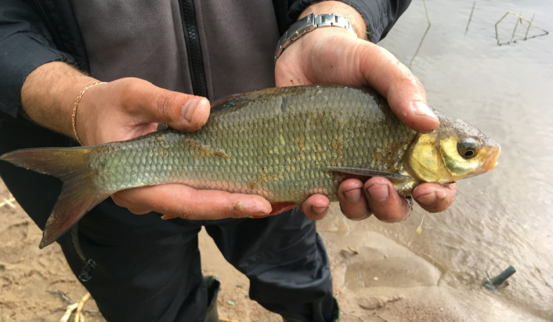 Фотоотчет по рыбе: Язь. Место рыбалки: Суходольское озеро