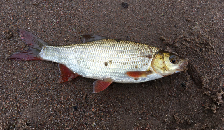Фотоотчет по рыбе: Язь. Место рыбалки: Суходольское озеро