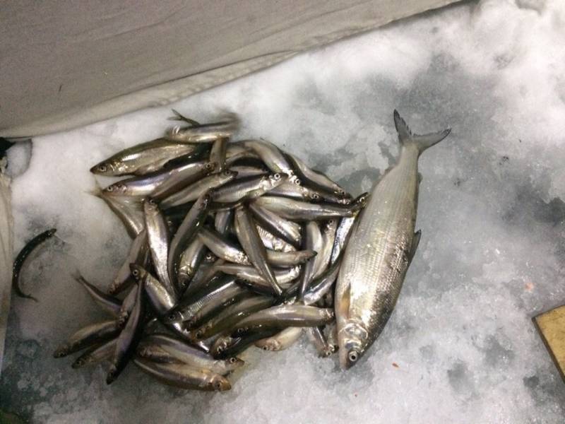 Фотоотчет по рыбе: Сиг, Корюшка. Место рыбалки: Мурманская область