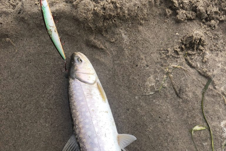 Фотоотчет по рыбе: Кунджа. Место рыбалки: Сахалинская область