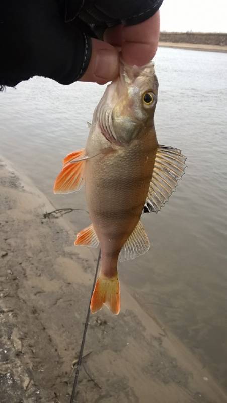 Фотоотчет по рыбе: Окунь. Место рыбалки: Раменский городской округ