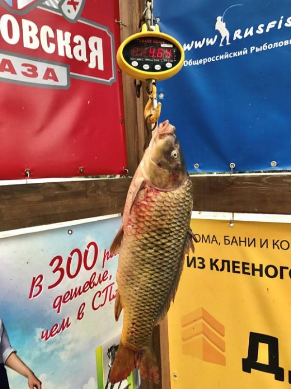 Фотоотчет по рыбе: Карп. Место рыбалки: Астраханская область