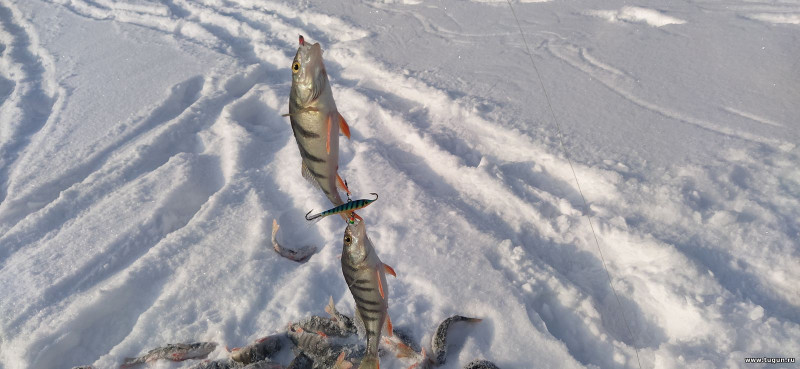 Фотоотчет по рыбе: Окунь. Место рыбалки: Красноярское водохранилище