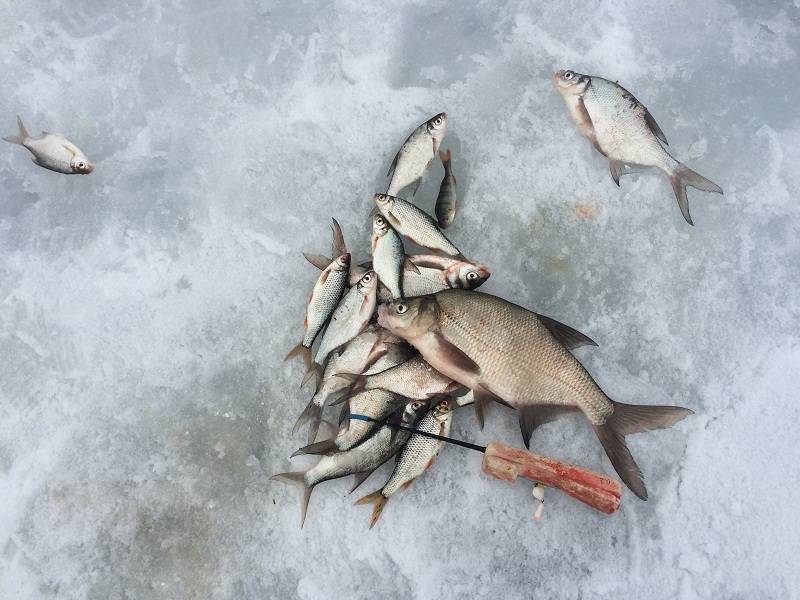 Фотоотчет по рыбе: Лещ, Плотва. Место рыбалки: Вазузское водохранилище