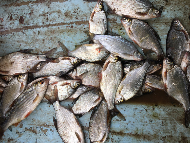 Фотоотчет по рыбе: Густера, Плотва. Место рыбалки: Волховский район