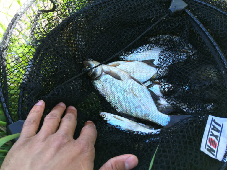 Фотоотчет по рыбе: Лещ, Уклейка. Место рыбалки: Ладожское озеро