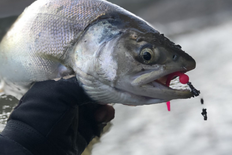 Фотоотчет по рыбе: Кижуч. Место рыбалки: Сахалинская область