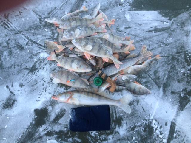 Фотоотчет по рыбе: Окунь. Место рыбалки: Новосибирское водохранилище