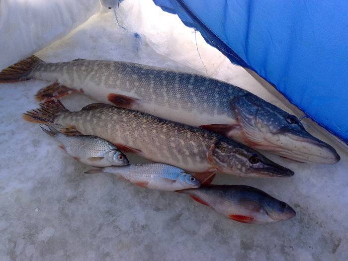 Фотоотчет по рыбе: Окунь, Плотва, Щука. Место рыбалки: Новосибирск