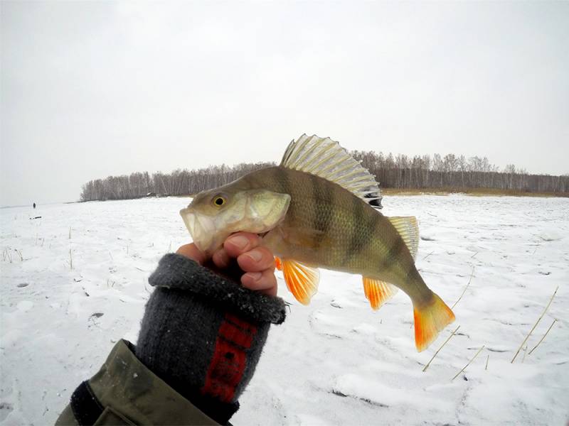 Фотоотчет по рыбе: Окунь. Место рыбалки: Новосибирская область