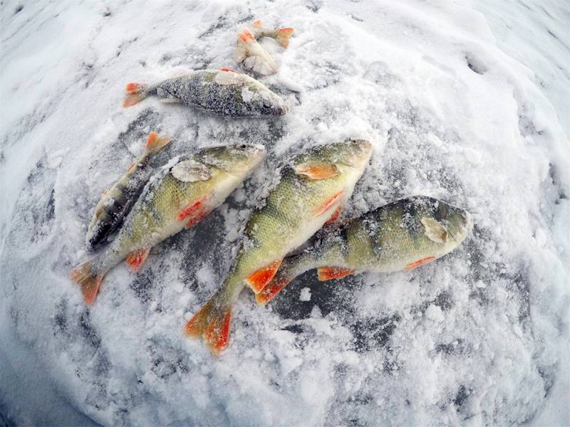 Фотоотчет по рыбе: Окунь. Место рыбалки: Россия