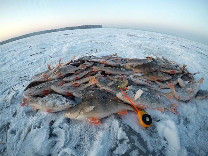 Фотоотчет по рыбе: Окунь. Место рыбалки: Новосибирское водохранилище