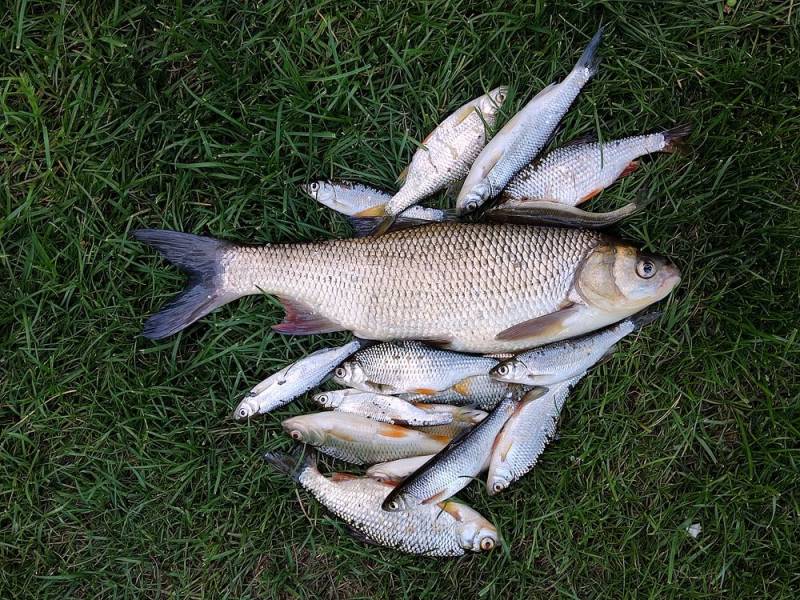 Фотоотчет по рыбе: Елец, Плотва, Язь. Место рыбалки: Новосибирск